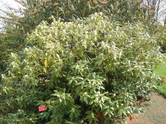 Osmanthus decorus P14